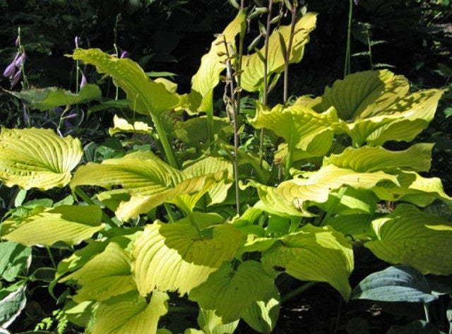 Hosta 'Relentless' Courtesy of Don Dean