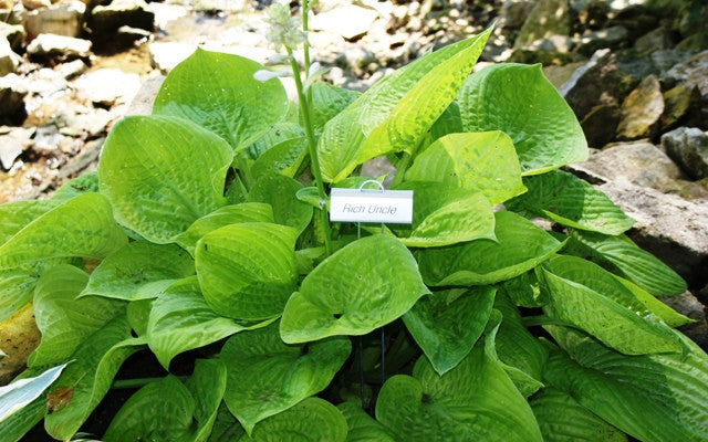 'Rich Uncle' Hosta From NH Hostas