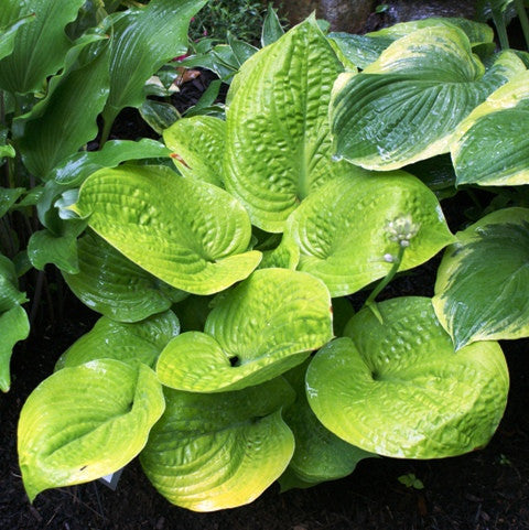 'Rich Uncle' Hosta From NH Hostas