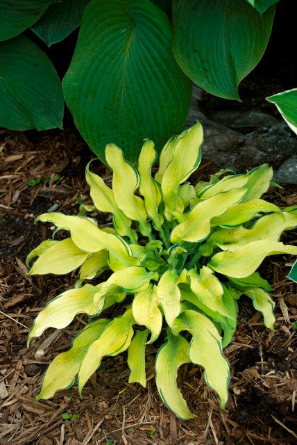 'Ripple Effect' Hosta