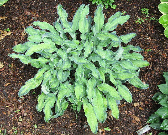 'Ripple Effect' Hosta Courtesy of Carol Brashear