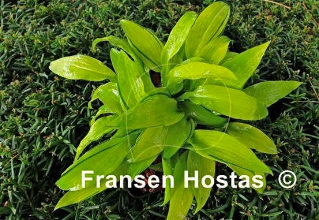 Hosta 'Ripple Fever' Courtesy of Fransen Hostas