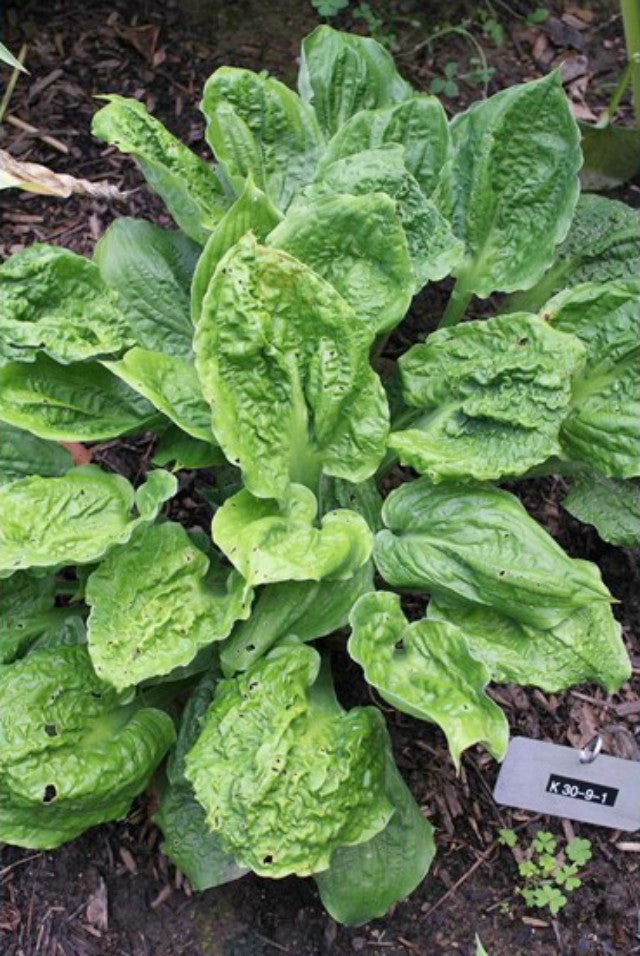 'Road Rage' Hosta Courtesy of Green Hill Farm