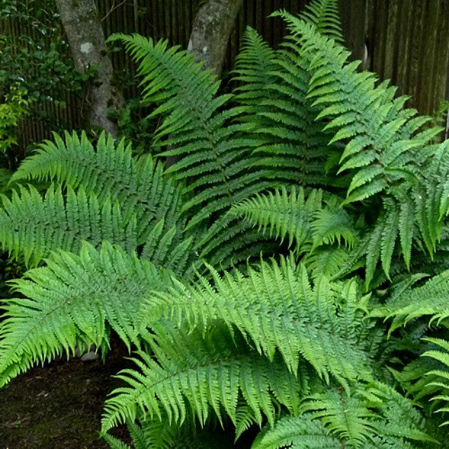Robust Male Fern Courtesy of Casa Flora