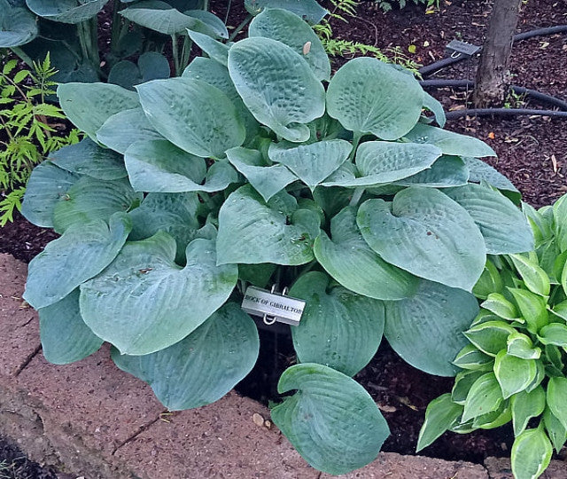 Hosta 'Rock of Gibraltar' Courtesy of Carol Brashear