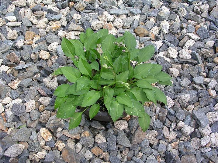 'Rock Princess' Hosta From NH Hostas