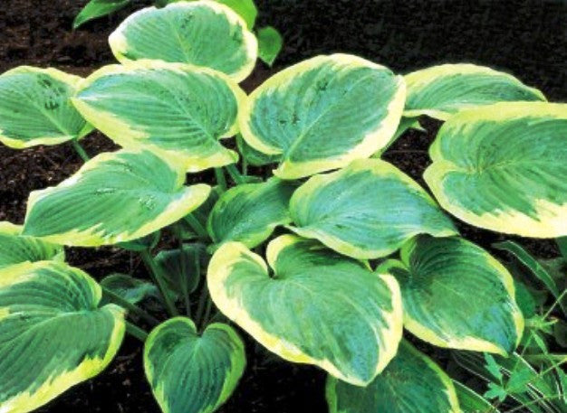'Roseann Walter' Hosta Courtesy of Shady Oaks Nursery