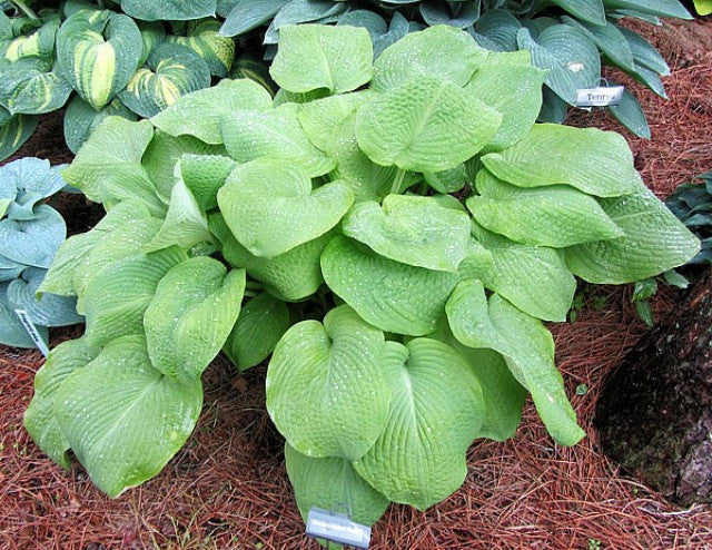 'Rosedale Golden Goose' Hosta Courtesy of Carol Brashear