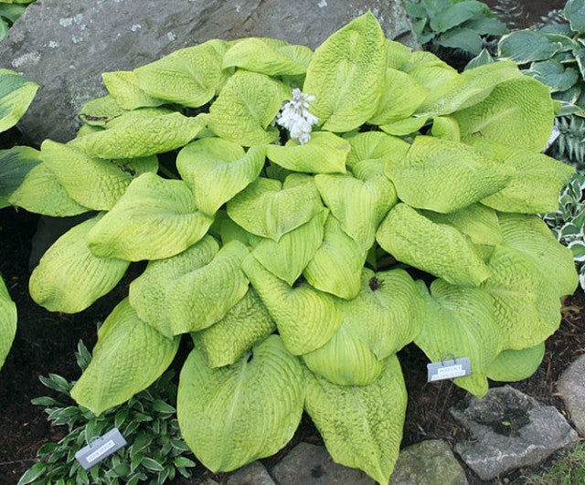 'Rosedale Golden Goose' Hosta Courtesy of the Hosta Library