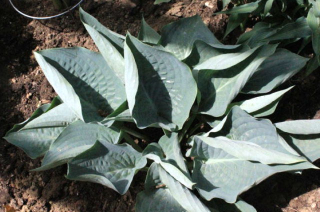Hosta 'Rowan My Boat' Courtesy of Doug Beilstein
