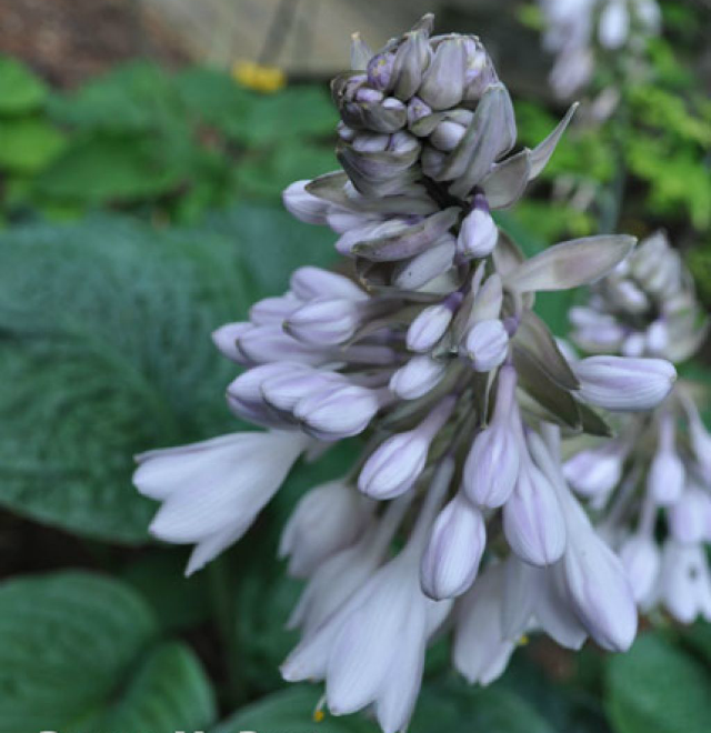 Hosta 'Rowan My Boat' Courtesy of Doug Beilstein