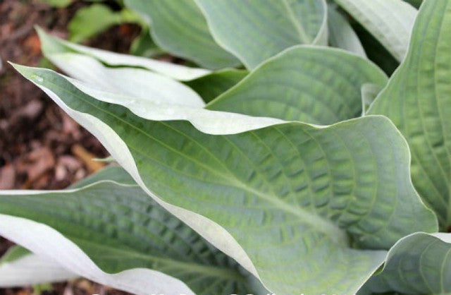 Hosta 'Rowan My Boat' Courtesy of Doug Beilstein