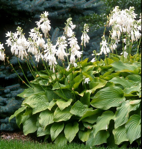 'Royal Standard' Hosta