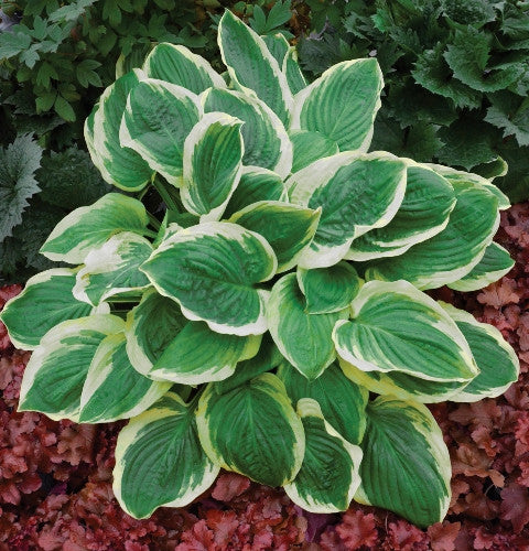 'Royal Wedding' Hosta Summer Color Courtesy of Walters Gardens