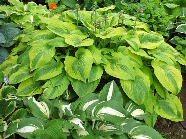 'Royal Flush' Hosta Courtesy of Kathie Sisson