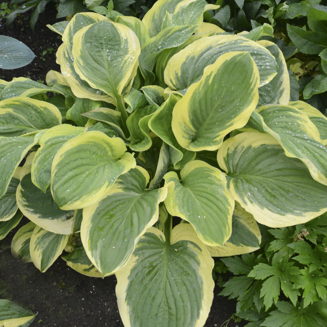 'Royal Wedding' Hosta Spring Color Courtesy of Walters Gardens