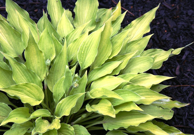 'Royalty' Hosta