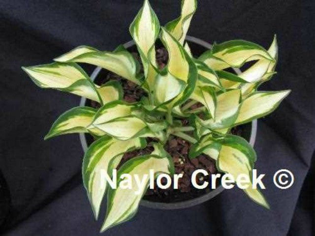 Hosta 'Ruffled Pole Mouse' Courtesy of Naylor Creek