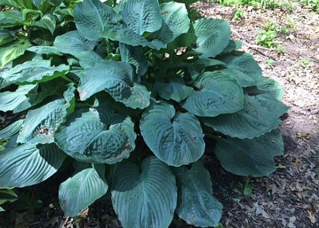 'Ruffles n Ridges' Hosta Courtesy of the Hosta Library