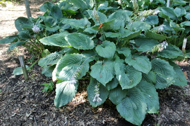 'Ruffles n Ridges' Hosta Courtesy of Green Hill Farm