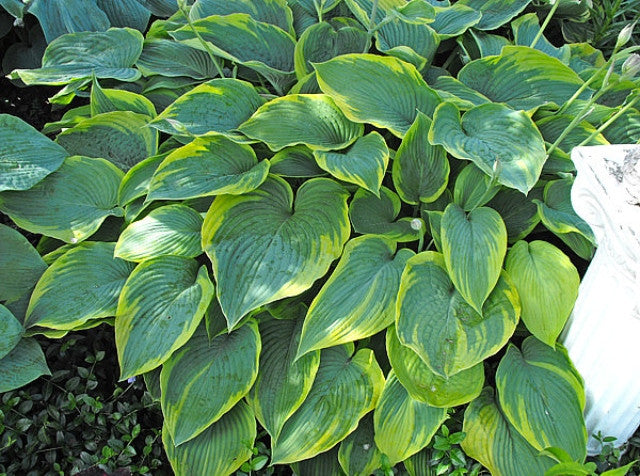 Hosta 'Russell Lee' Courtesy of Bill Struhar and the Hosta Library