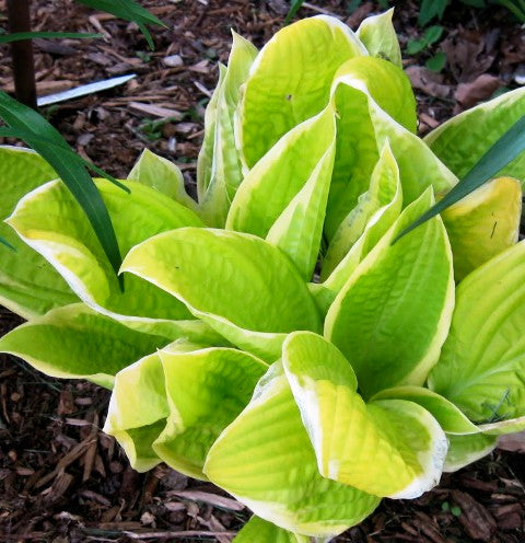 'Saint Elmo's Fire' Hosta