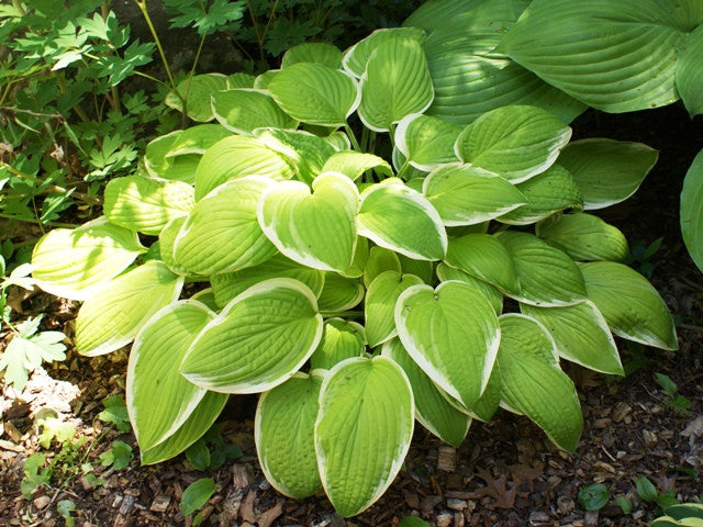 'Saint Elmo's Fire' Hosta From NH Hostas