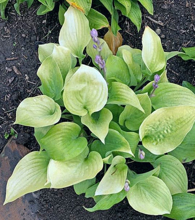 Hosta 'Saketini' Courtesy of Andrea De Mink and the Hosta Library