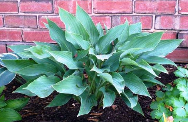 'Salute' Hosta