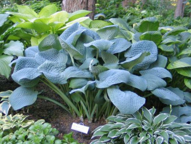 'Sapphire Pillows' Hosta Courtesy of Don Dean