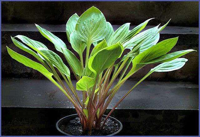 Hosta 'Scallion Pancakes' Courtesy of Alttara Scheer