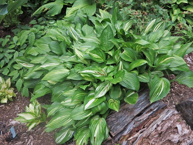 Hosta 'Sea Lightning' Courtesy of the Hosta Library