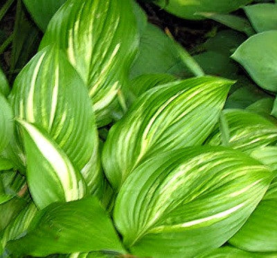 'Sea Lightning' Hosta