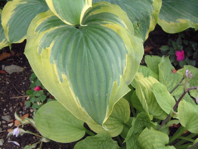 'Seducer' Hosta Courtesy of Walters Gardens