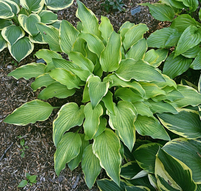 Hosta 'See No Evil' Courtesy of Bert Malkus and the Hosta Library