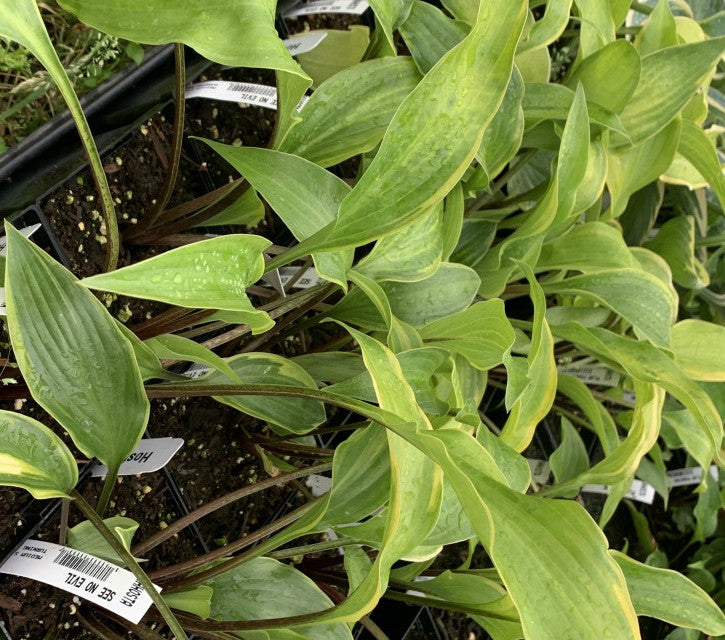 Hosta 'See No Evil' From NH Hostas