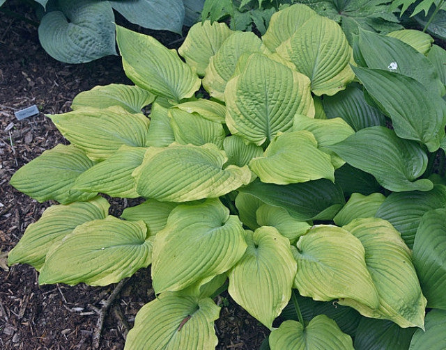 Hosta 'Sentimental Journey' Courtesy of Bert Malkus and the Hosta Library