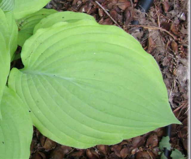 'Sentimental Journey' Hosta