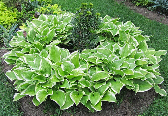 Hosta 'Shade Fanfare' Courtesy of the Hosta Library