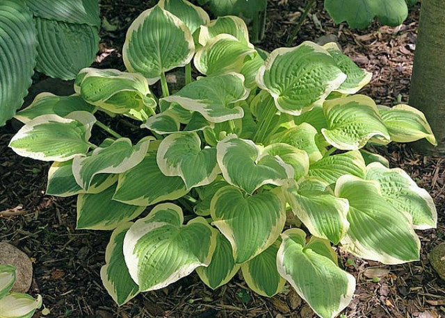 Hosta 'Shade Fanfare' Courtesy of the Hosta Library