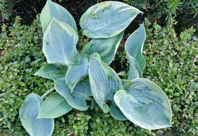 Hosta 'Shadow Seeker' Courtesy of Fransen Hostas
