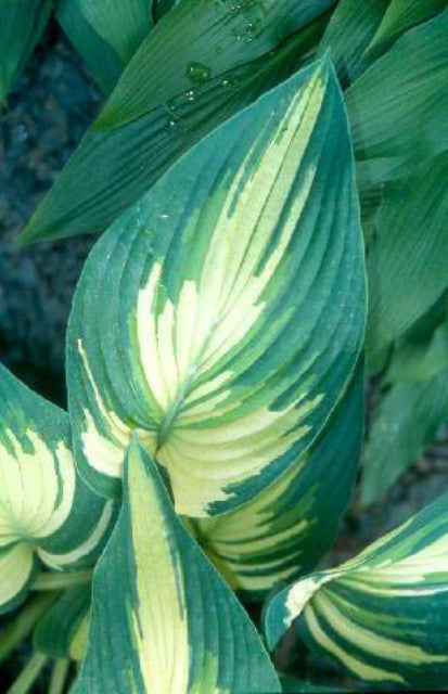 'Sharp Dressed Man' Hosta Courtesy of Green Hill Farm
