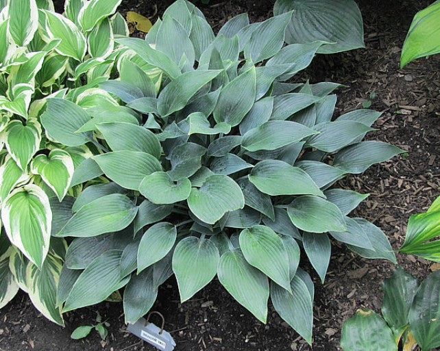 'Sherborne Swift' Hosta Courtesy of Carol Brashear