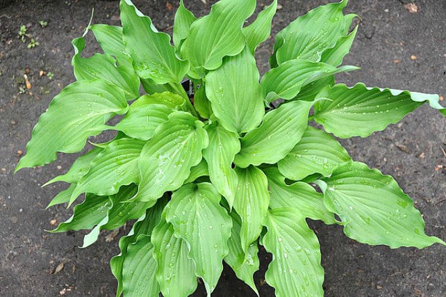 'She's Got the Moves' Hosta Courtesy of Hugo Philips