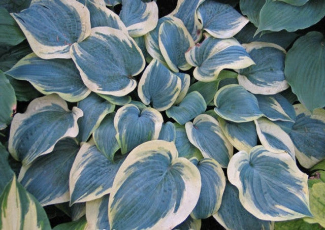 Hosta 'Shimmer' Courtesy of Don Dean