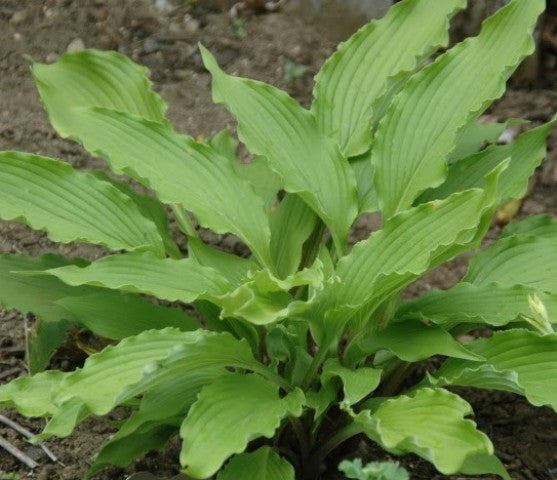 'Shimmy Shake' Hosta