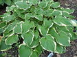 Hosta 'Shirley Vaughn' Courtesy of the Hosta Library