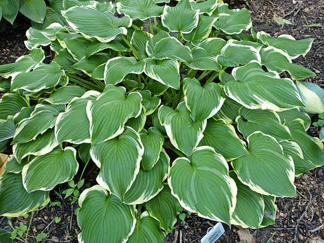 Hosta 'Shirley Vaughn' Courtesy of the Hosta Library