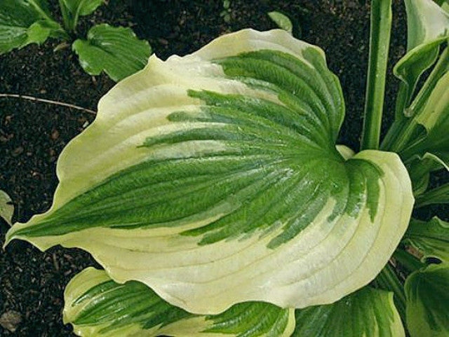 Hosta 'Silk Road' Courtesy of Svetlana Tarasova and the Hosta Library