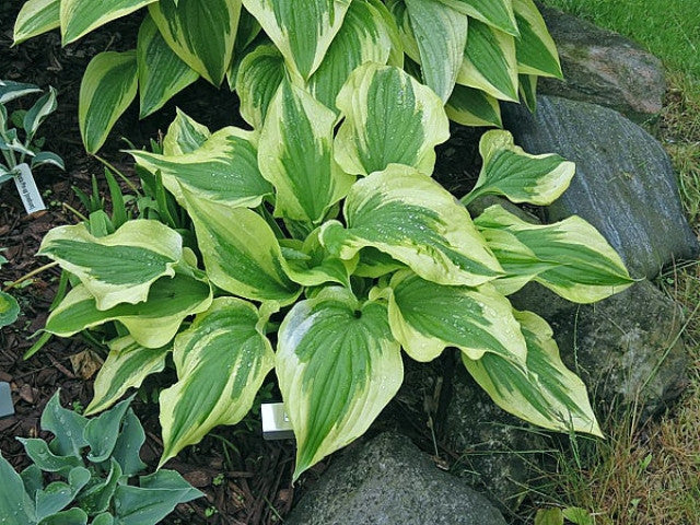 Hosta 'Silk Road' Courtesy of Vanessa Chaborek and the Hosta Library